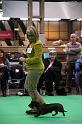 Crufts2011_2 1597